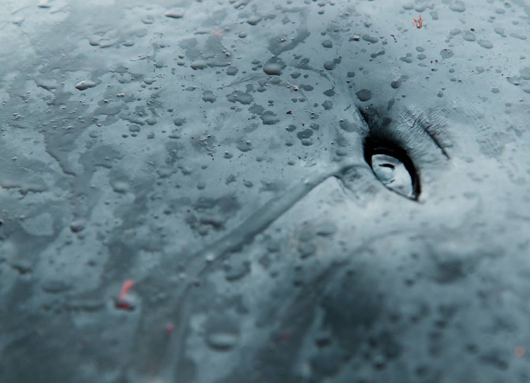 A Taste of Whale