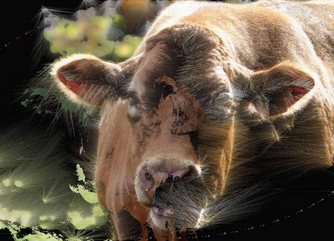 Cows:Remains