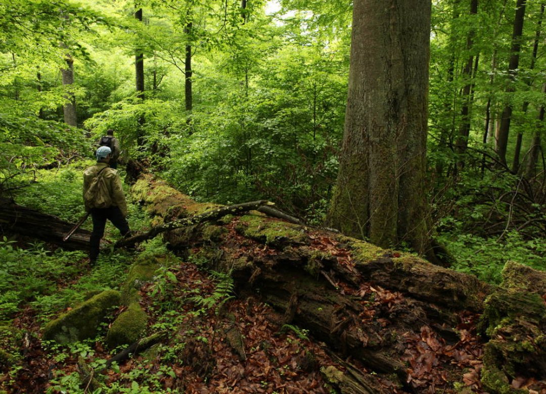 Forest Cathedrals