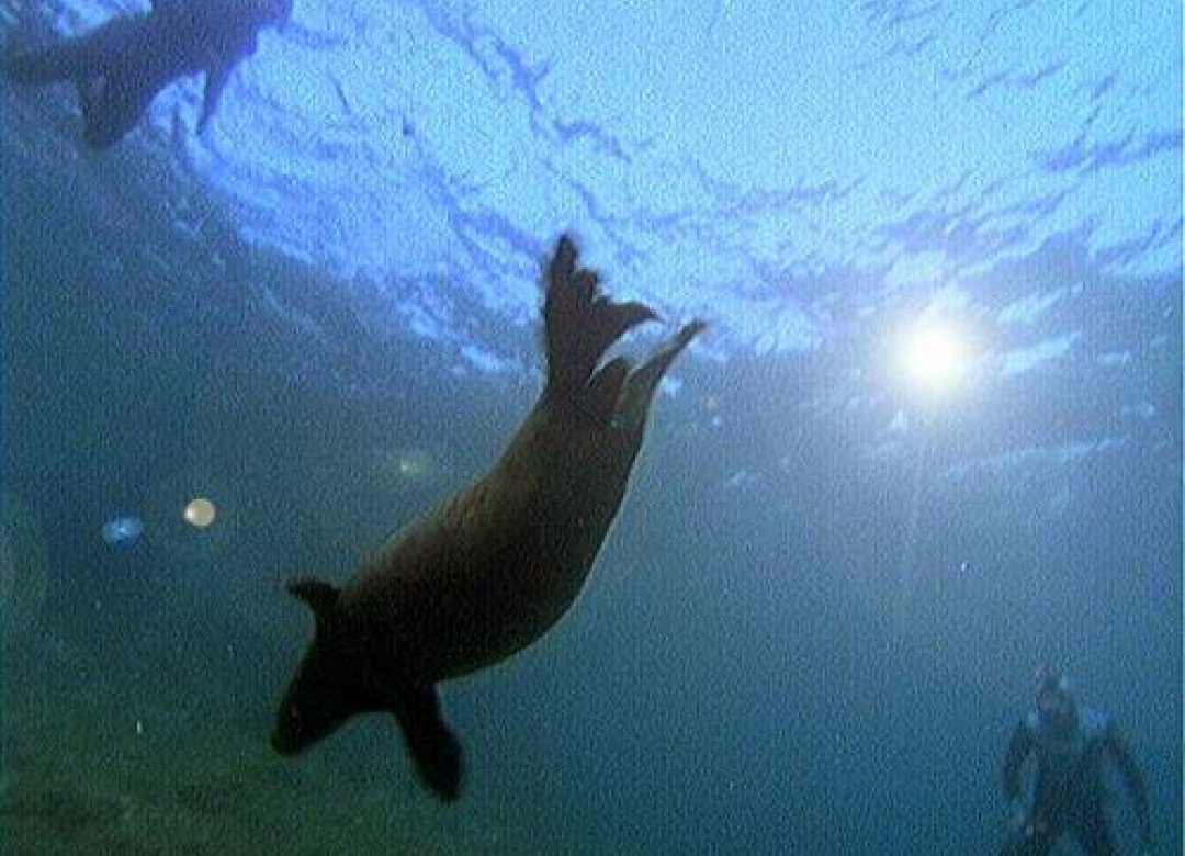 Peace with Seals