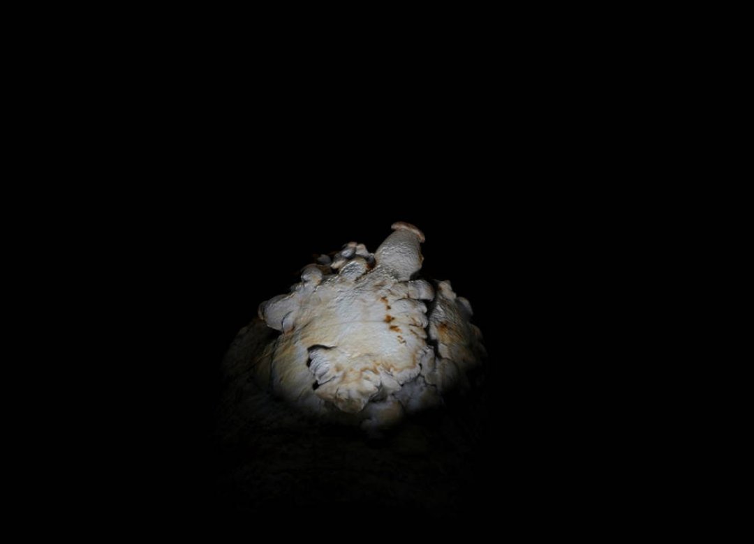 FUNGUS