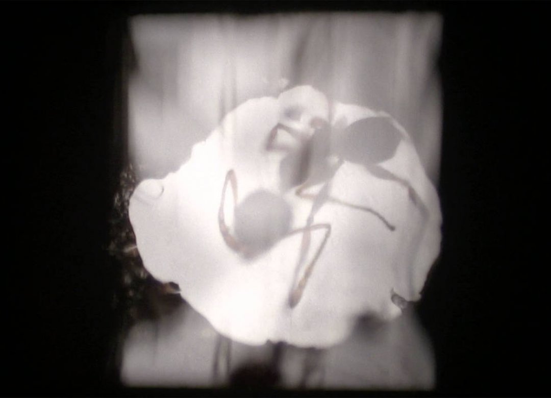 ANTFILM