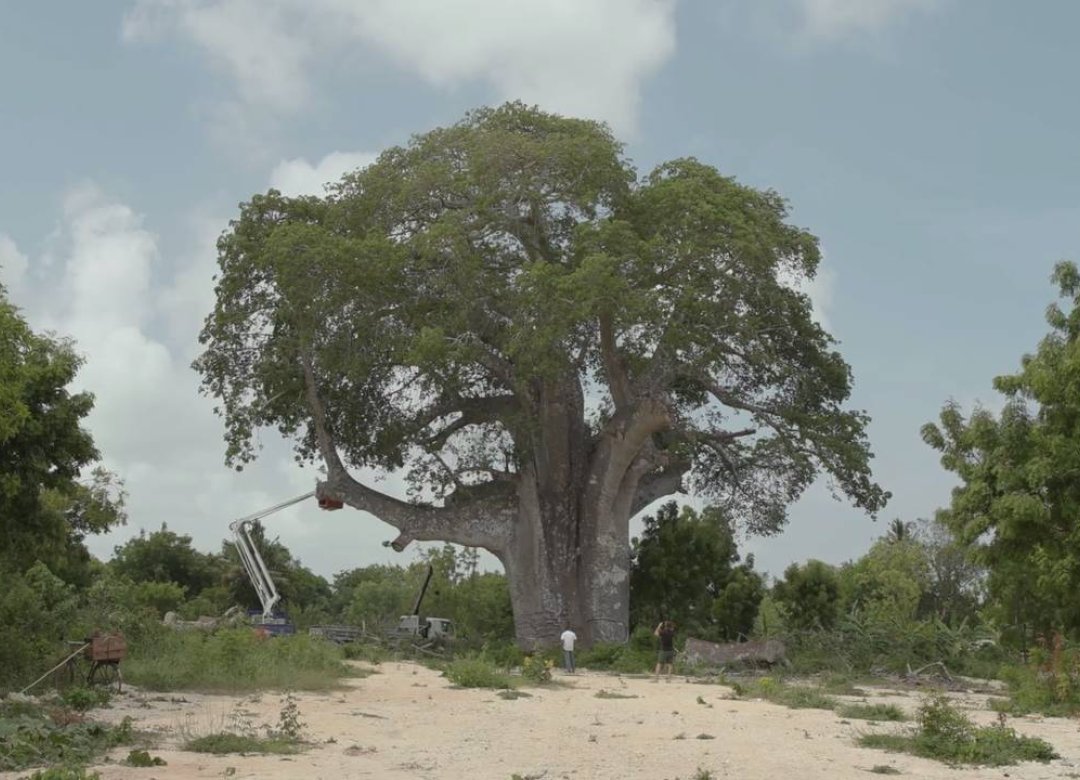 Baobabs from Zanzibar