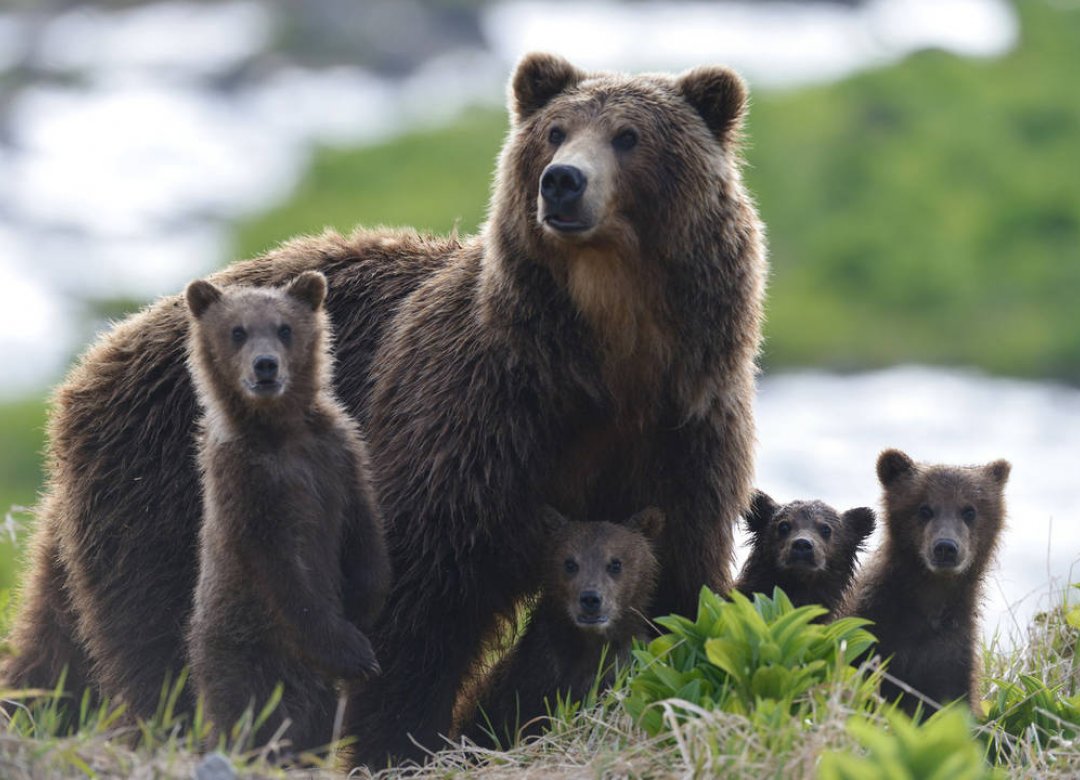 Kamchatka Bears. Life Begins