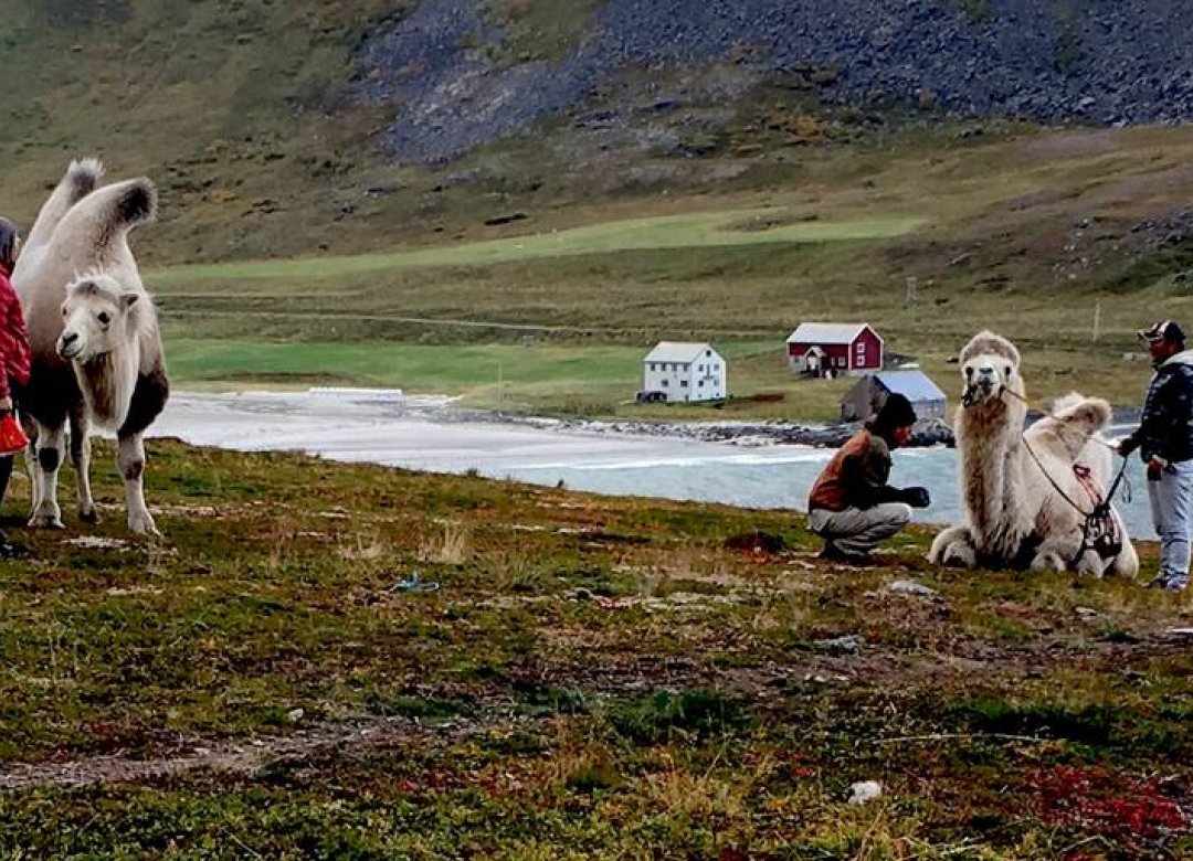 The Arctic Camels
