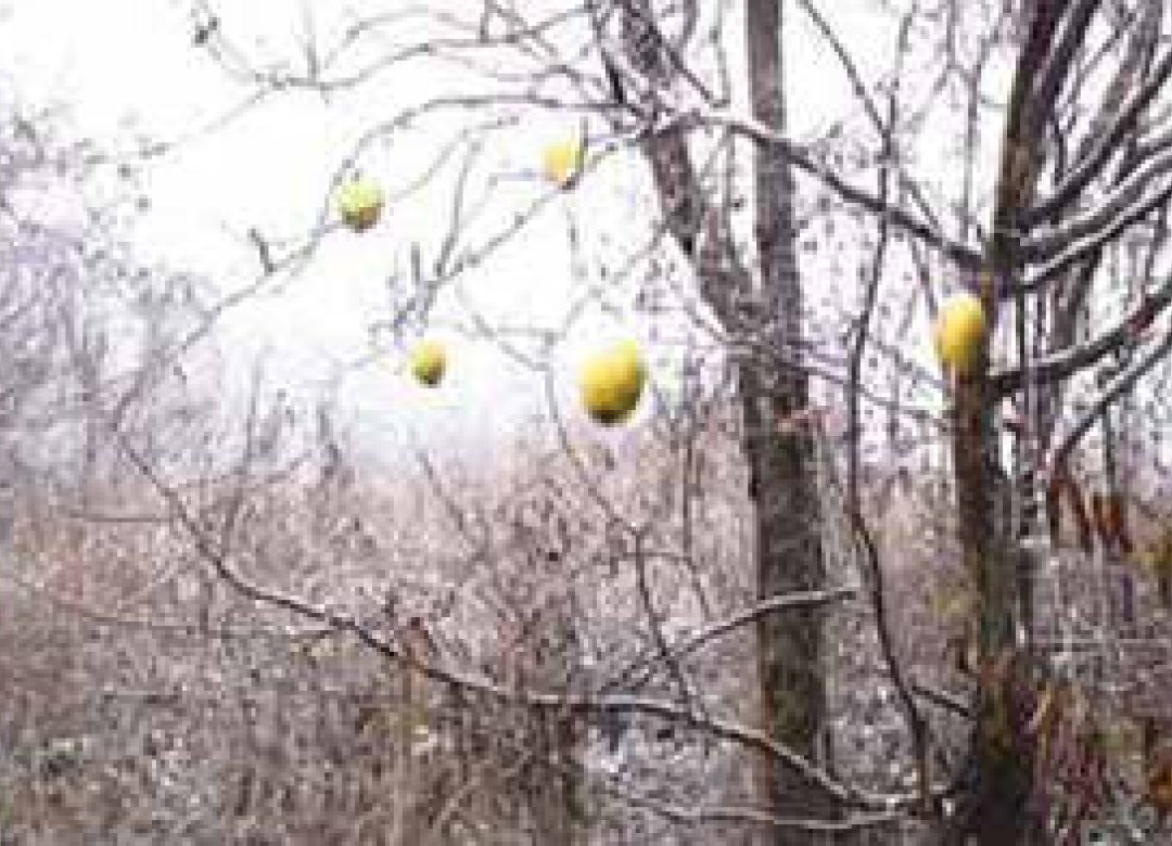 Ten Oxherding Pictures #4: Catching the Ox-Two Chinese Quinces