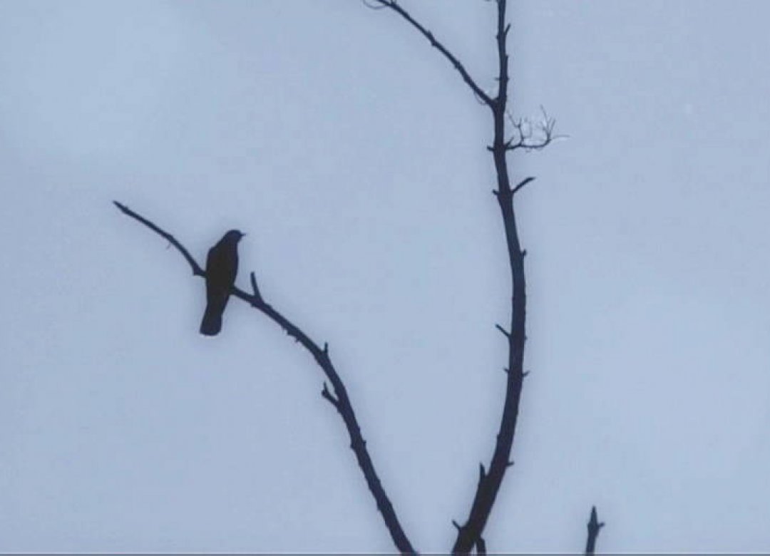 The Cuckoo's Paradise
